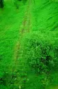 green way