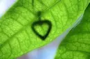 heart leaf