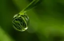 green drop