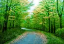 landscape green