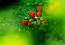 red tulips