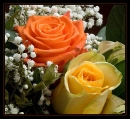 rosas