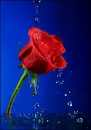 rosas