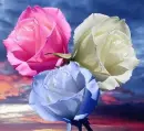 rosas