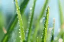 drops