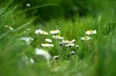 lil flowers