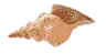 SEASHELL
