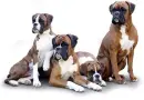 BOXERS DOGS