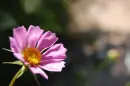 pink flower