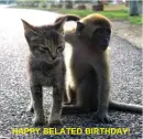 cat and monkey