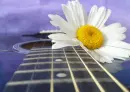 flower guitar