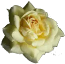 White rose