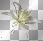 kwiaty flower