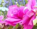 pretty pink flower xD