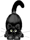 black cat