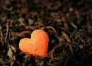 orange heart