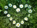 flower heart