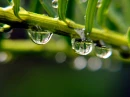 Raindorpz