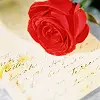 red rose