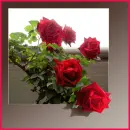 Roses.