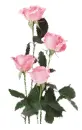Pink Rose
