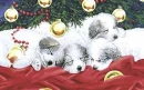 PUPPIES