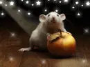 The mouse.