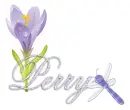 dragonfly perry