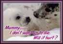 seal pup & mum 