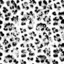 leopard whity