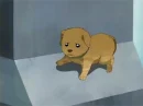 Scared puppy