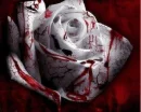 Blood