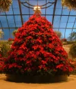 CHRISTMAS - NEW YEAR