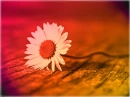 ColourfulFlower!