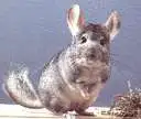Chinchilla Stadning