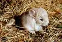 Chinchilla baby