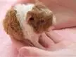 8 Hour Old Guinea Pig