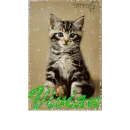 Vivian Cat