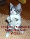 kitty