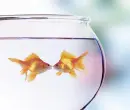 fish love
