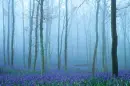 forest trees and flowers