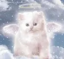 angel kitty