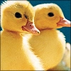 baby ducks