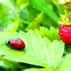 lady bug