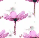 kwiaty flower