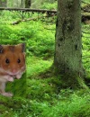 Big hamster in the forest