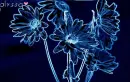 bluedaisy - ALYSSA