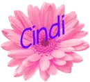 Pink Daisy - Cindi