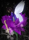 fairy 