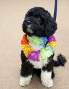 Obama's Dog, Bo.